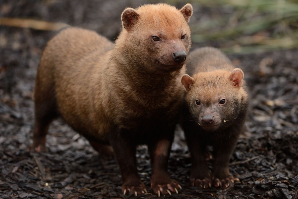 Nueva especie de can llega al Parque Internacional La Amistad