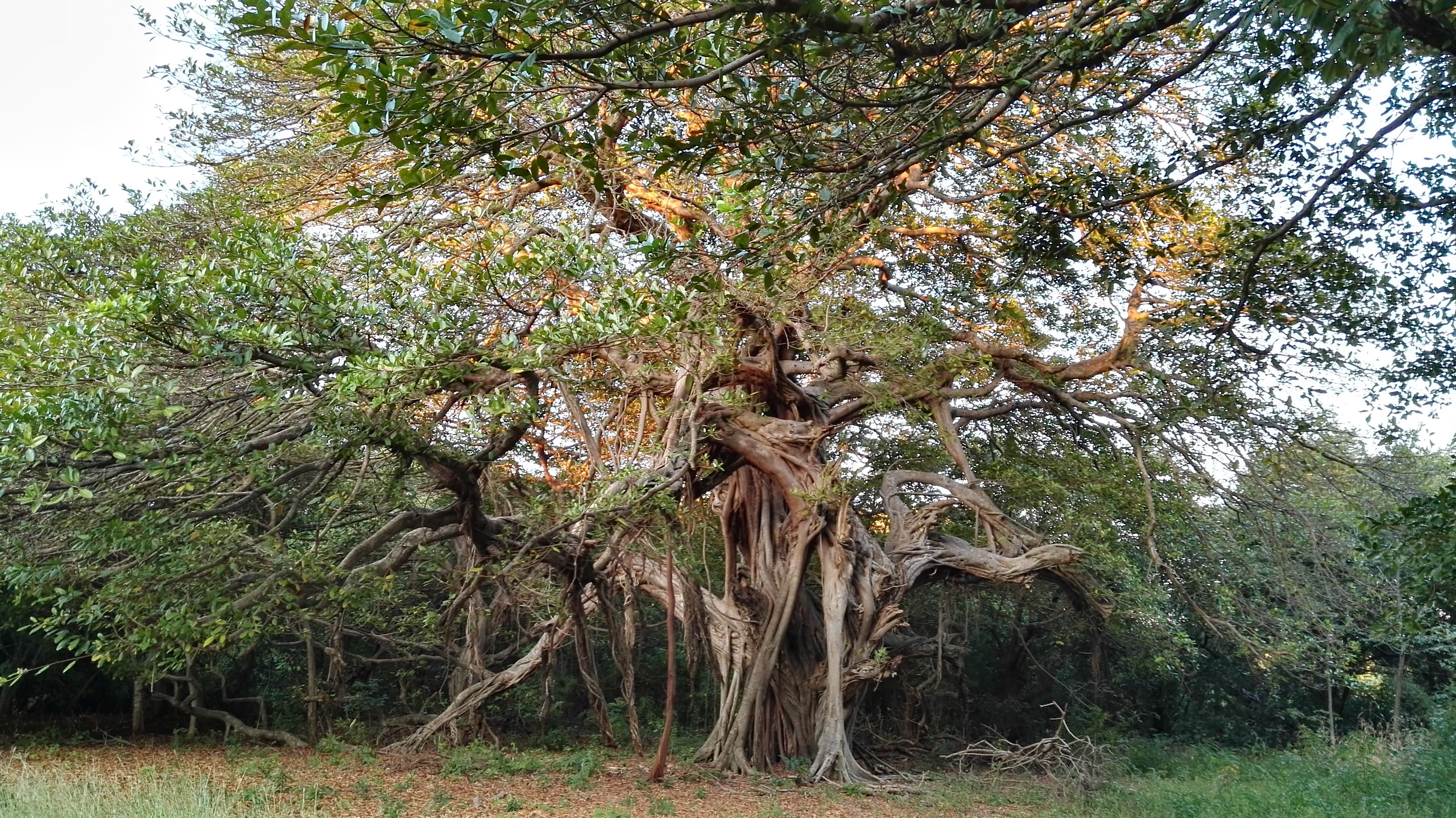 Abrazos Santiago Porras, porque el matapalo solo construye un nuevo árbol