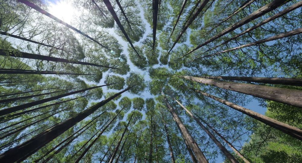 Descubren el árbol más grande del Amazonas ¡y está intacto! (vídeo)