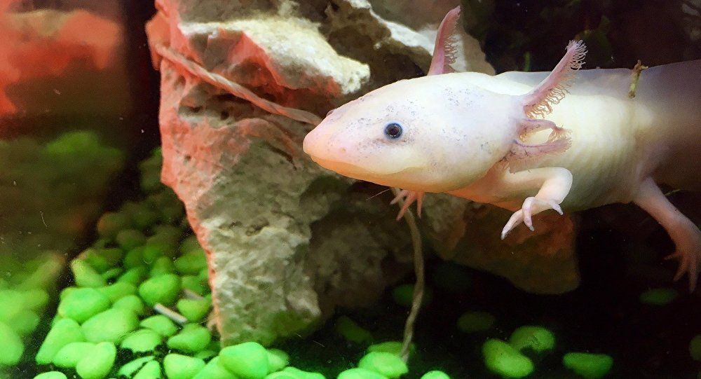Una salamandra caníbal, ¿la clave para la regeneración humana?