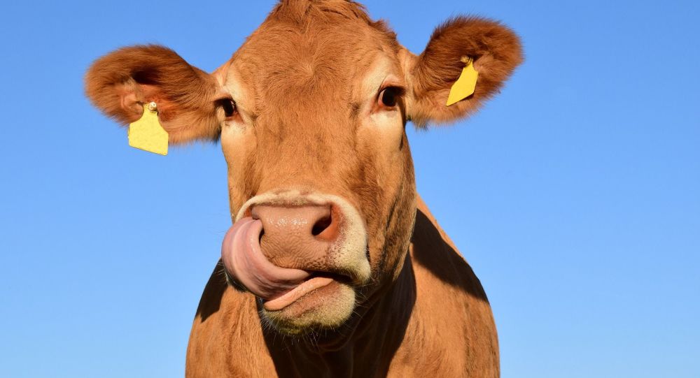 vacas Costa Rica es uno de los países con mayor consumo per cápita de leche en América Latina
