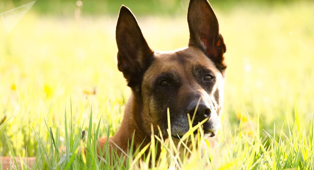 El 72% de los ticos tiene mascotas y la gran mayoría son perros (un 85% tienen uno)