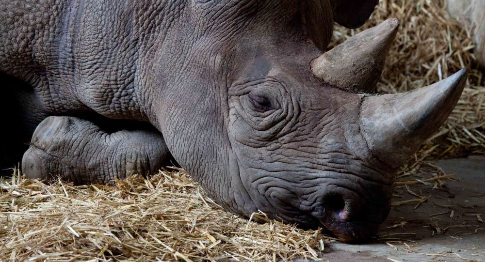 Muere la hembra de rinoceronte negro más vieja del mundo en un santuario de Tanzania