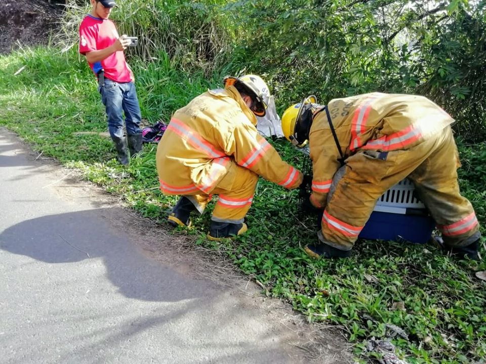 Bomberos y vecinos salvan manigordo atropellado en Tilarán