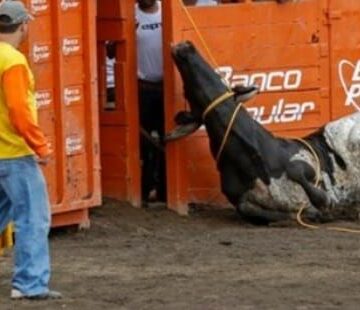 Tribunal Constitucional de Colombia prohíbe las corridas de toros, las novilladas y las peleas de gallos