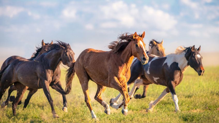 En 4 meses Costa Rica tendrá suero de caballos para combatir Covid-19 y aplicará pronto plasma de humanos
