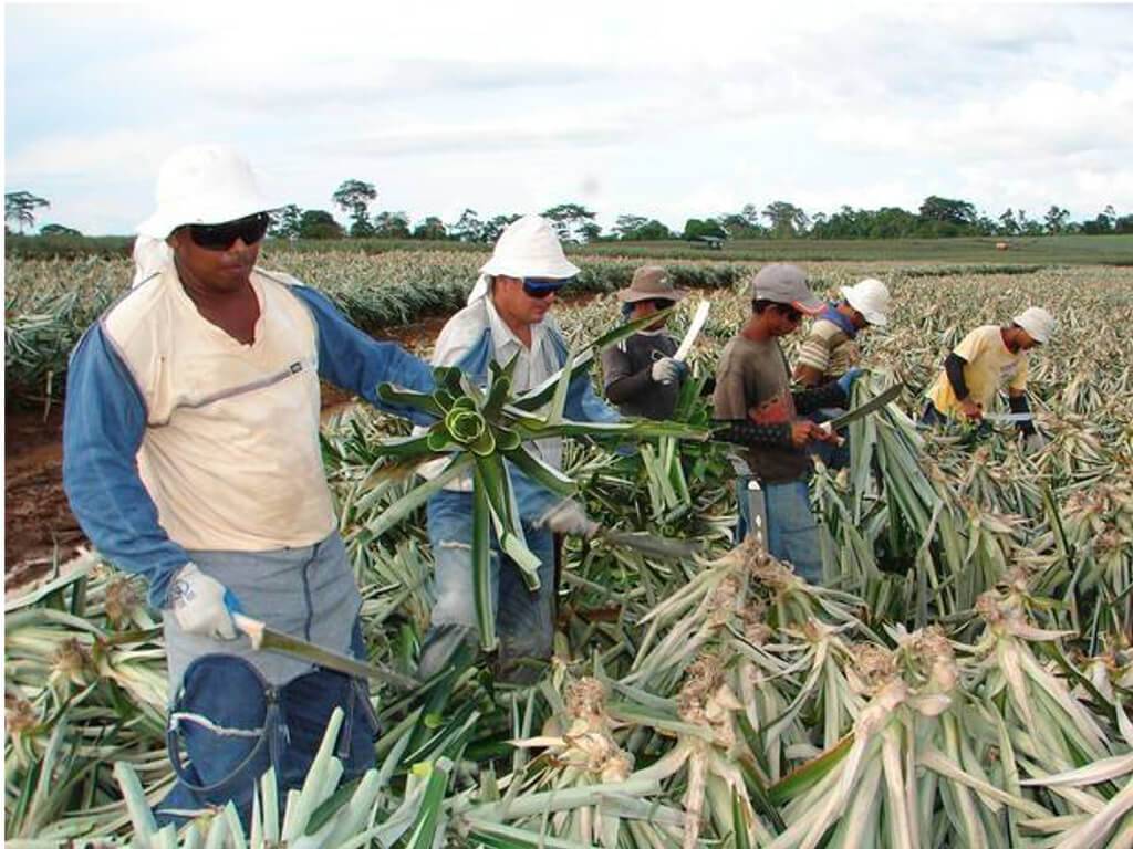 trabajadores piña