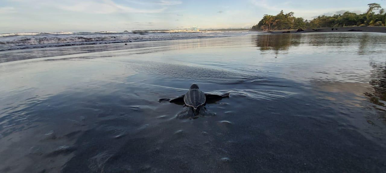 Vecinos de Moín se unen y logran proteger más de 278 nidos de tortuga pese a la pandemia