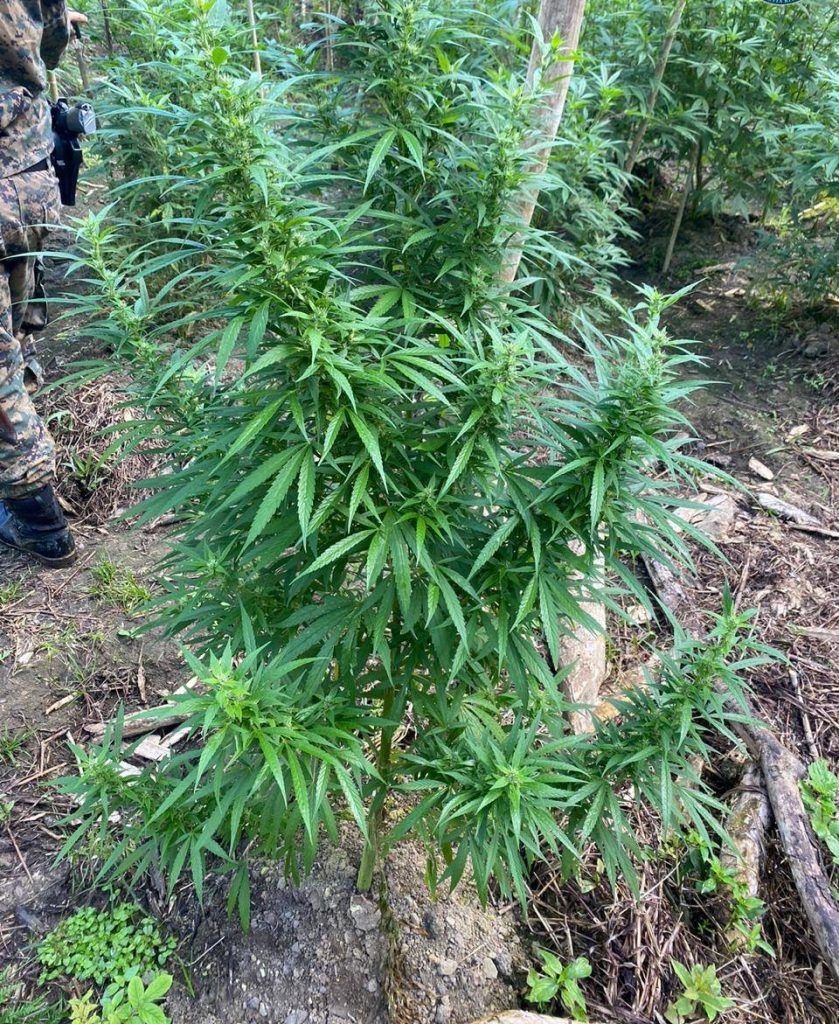 (Video) Ariel Robles propone proyecto para regular el auto cultivo para consumidores de Cannabis 5 Al menos 3 de cada 4 ticos reprueban el consumo de Cannabis de manera recreativa pero la acepta para otros fines