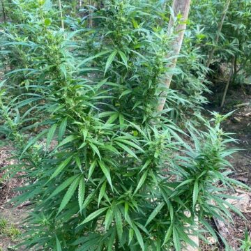 Al menos 3 de cada 4 ticos reprueban el consumo de Cannabis de manera recreativa pero la acepta para otros fines