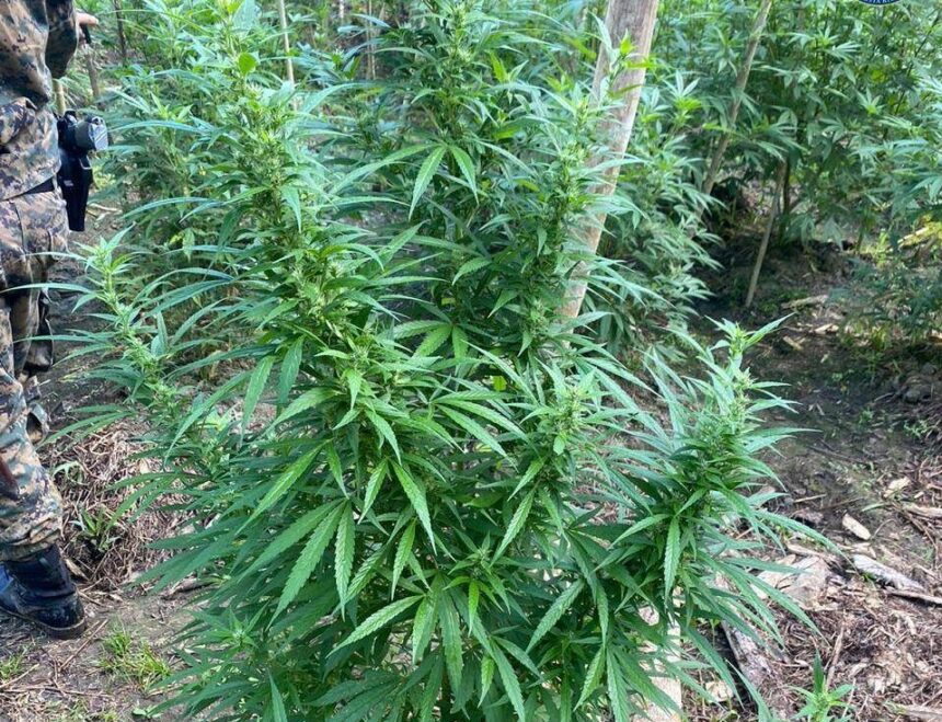 Al menos 3 de cada 4 ticos reprueban el consumo de Cannabis de manera recreativa pero la acepta para otros fines