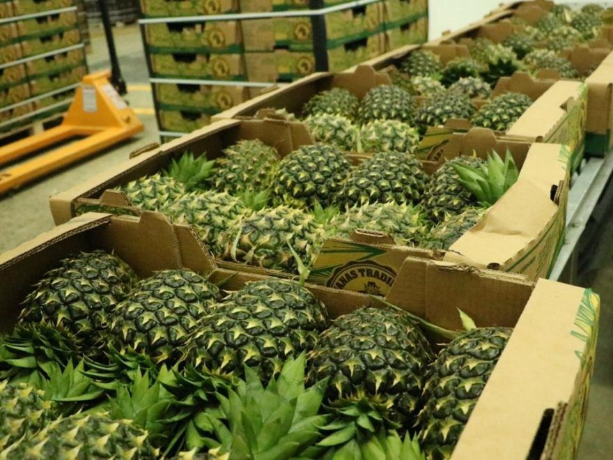 Aduanas aprieta clavijas: Contenedores de piña y afines serán escaneados al salir del país