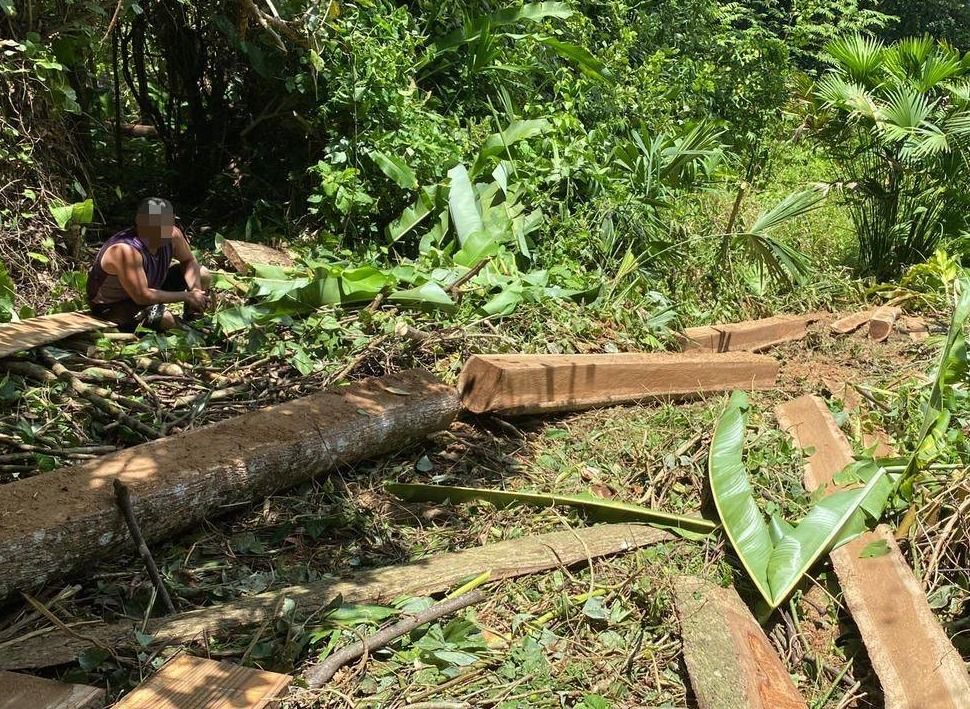 Fiscalía realiza detenciones y allanamientos a presuntos implicados en tala ilegal en el Caribe Sur y convocan a ministro de Ambiente al Congreso