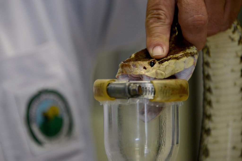 Suero contra mordedura de serpiente.