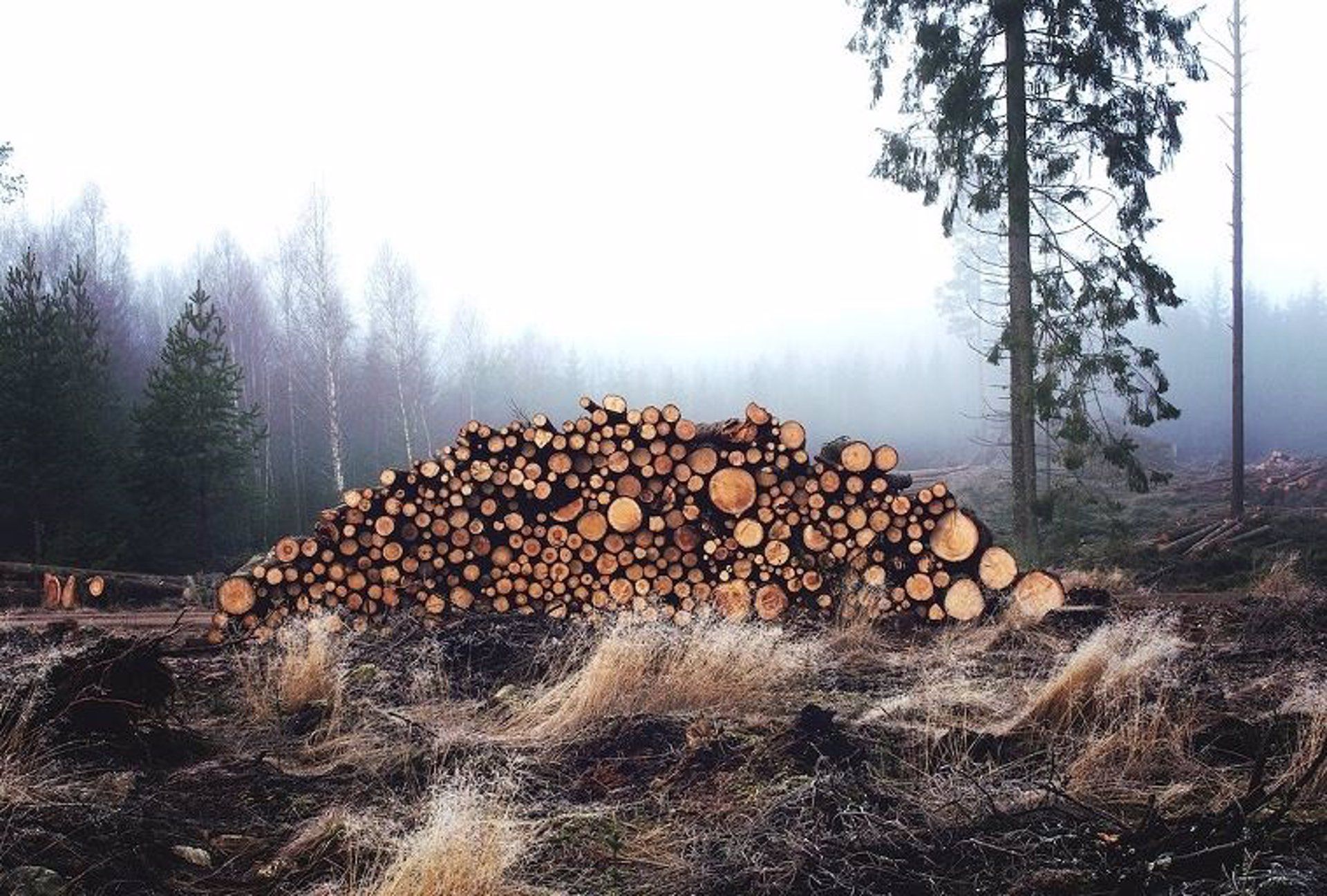 Minería y madera amenazan a los bosques como la expansión agrícola Ambientalismo en campaña: ¿Quiénes están realmente preparados para gobernar la crisis ambiental?