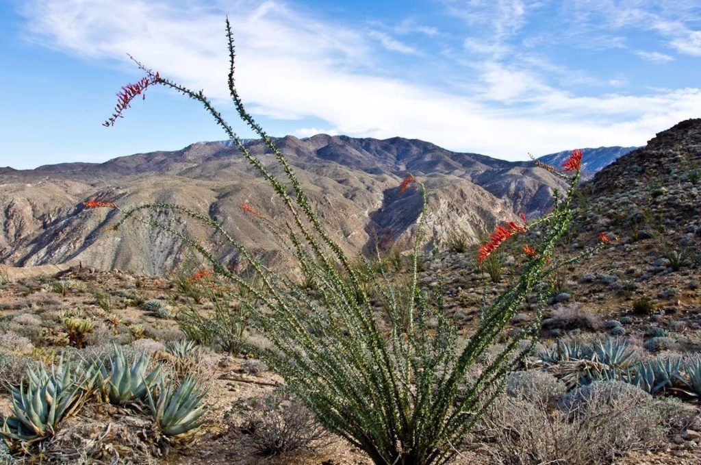 Plantas desierto calentamiento global