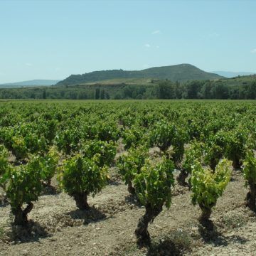 Viticultura heroica: Algunos de los mejores vinos del mundo en riesgo por cambio climático