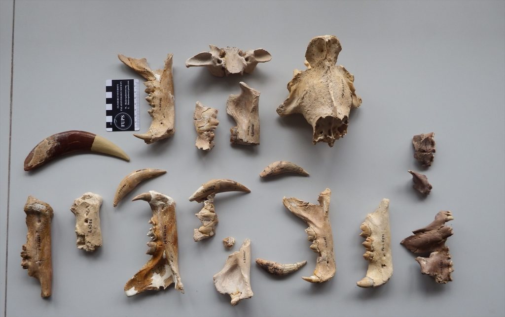 Descubren 2 nuevas especies de tigres dientes de sable que habitaron hace 5000 años 1 EuropaPress 5345264 dientes sable analizados trabajo langebaanweg