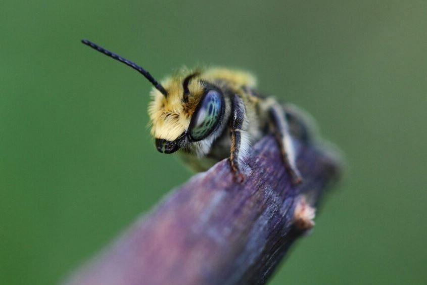 El origen de las abejas se relaciona con un antiguo supercontinente