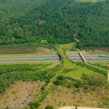 Reforma legal permitirá pasos de fauna para proteger vida silvestre