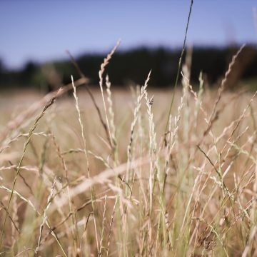 Presidente de Polonia aclara que el grano de Ucrania puede pasar por su territorio hacia otros países