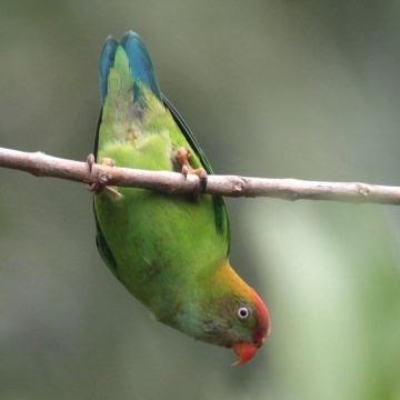 Revelan un patrón universal de abundancia de especies