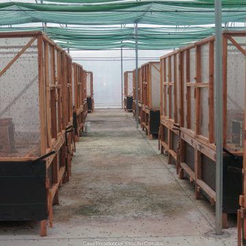 Fábrica producirá alimento para animales a base de insectos en Limón