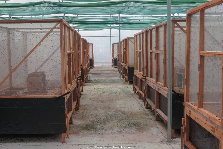 Fábrica producirá alimento para animales a base de insectos en Limón
