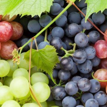 El consumo regular de uvas mejora la salud ocular de los adultos mayores