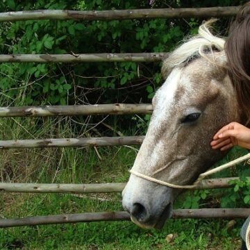 OMS confirma en Argentina el primer caso humano de encefalitis equina más de 2 décadas después