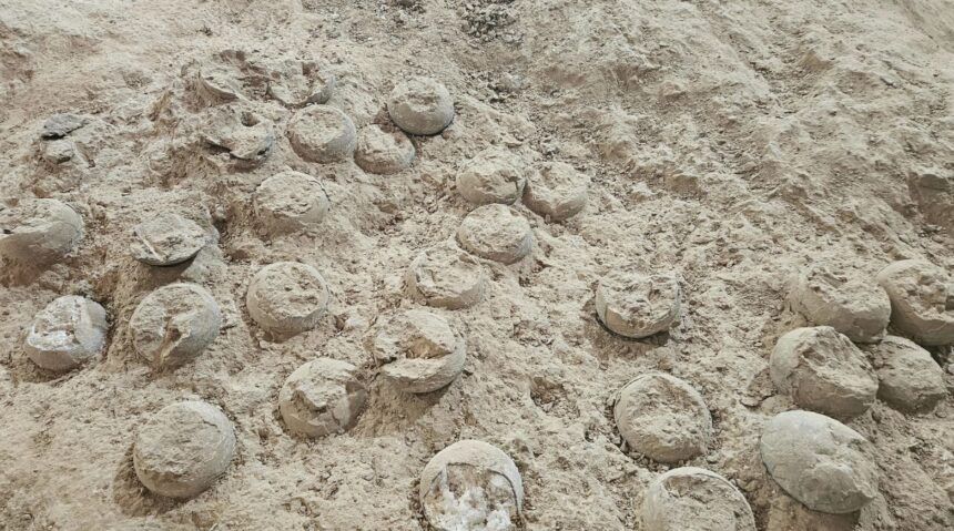 Encuentran huevos de dinosaurio cristalizados en China