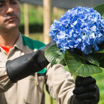 Colombia.- La flores colombianas dan una salida a los migrantes venezolanos Caída de las tasas de desempleo es tendencia
