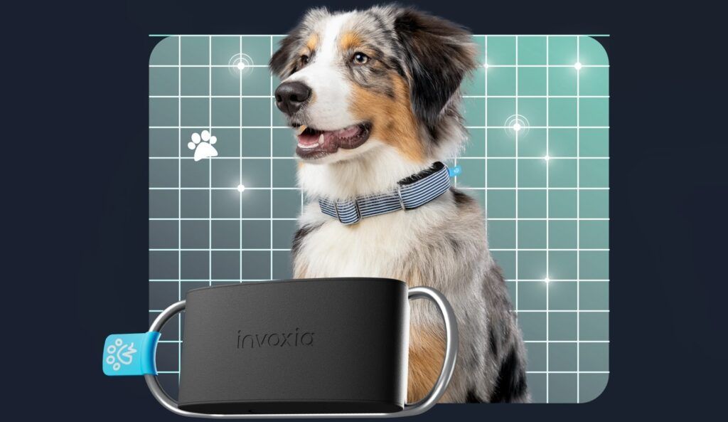 EuropaPress 5685243 nuevo collar inteligente perros invoxia minitailz