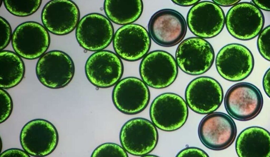 EuropaPress 5693052 microcapsulas contienen materiales cambio fase cambian estado