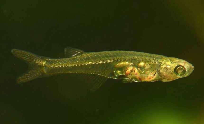 Naturaleza espectacular: Un diminuto pez de 12 milímetros emite sonidos de más de 140 decibelios