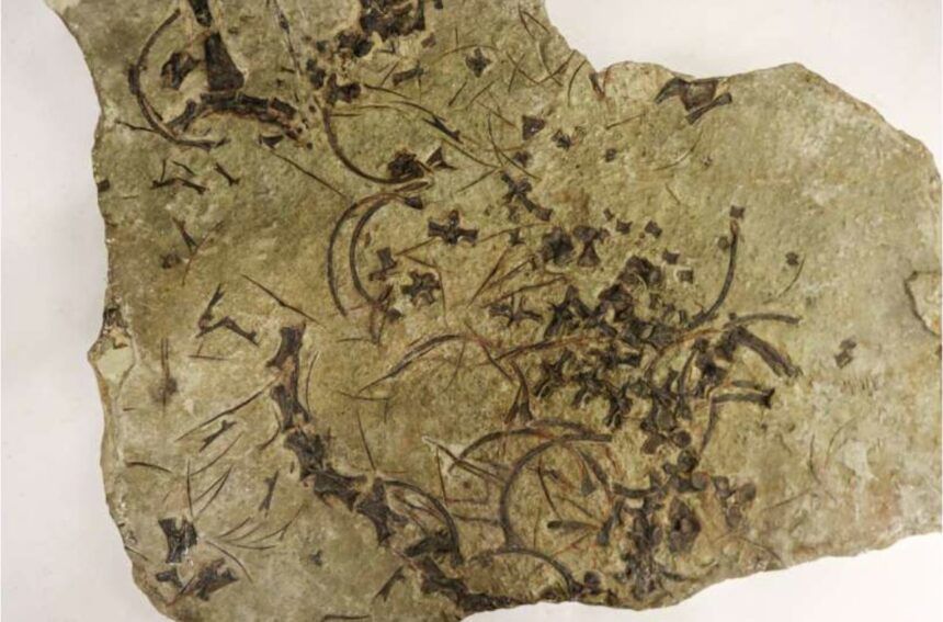 Este es el reptil marino de cuello largo más antiguo del mundo