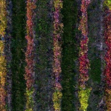 Estas zonas de tradición vinícola no podrán producir vino de calidad a fin de siglo si el calentamiento global sigue así