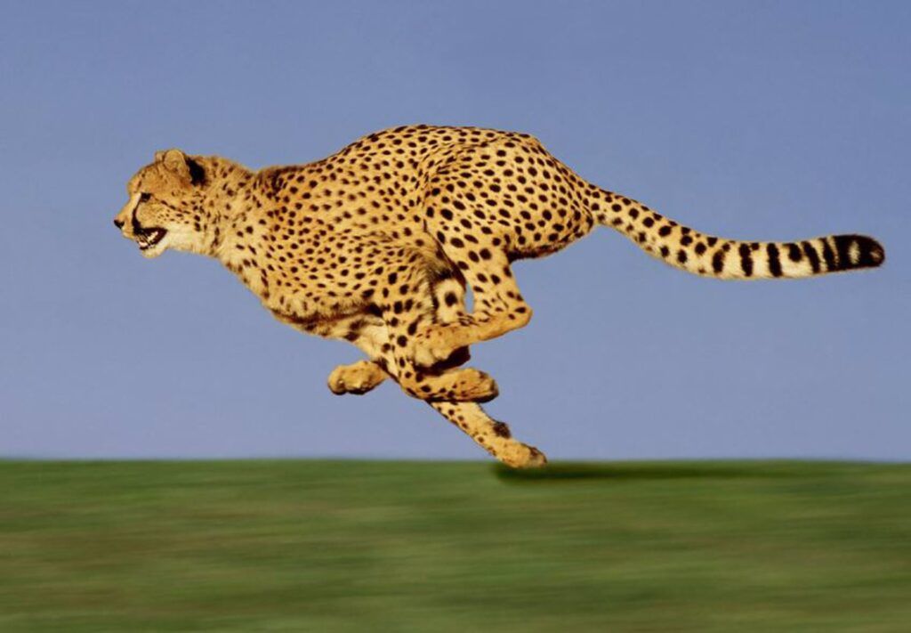 los animales medianos son los más veloces