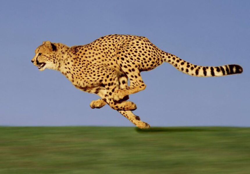 los animales medianos son los más veloces