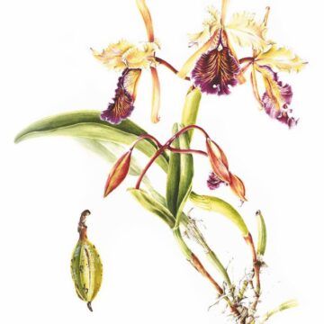 Y de repente las orquídeas de Lankaster se convirtieron en pinturas del Museo de Arte Costarricense