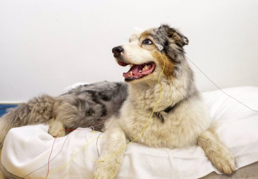 Si ama los perros debe conocer este descubrimiento al que llegaron dos universidades de Europa