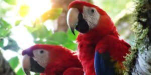 Animales del Simón Bolivar pasarán al ZooAve para analizar su futuro ante cierre del zoológico
