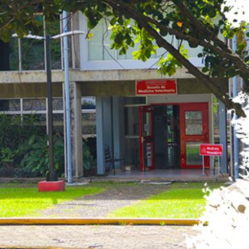 Universidad Nacional desmiente audio que se transmite en redes sobre el gusano barrenador