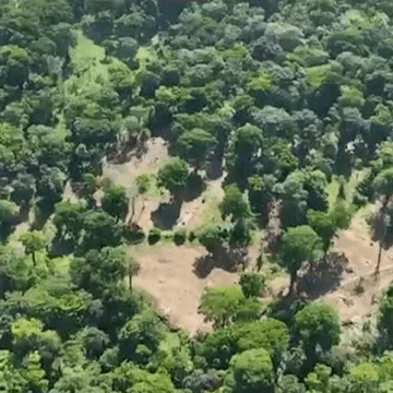 Imputado Pacheco Dent deberá detener explotación forestal y tendrá impedimento de salida del país si prospera solicitud de Fiscalía