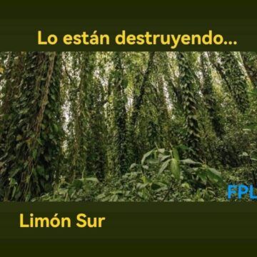 Lloran el bosque y sus criaturas. Gandoca-Manzanillo