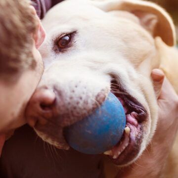España prohíbe venta de perros, gatos y hurones en tiendas comerciales