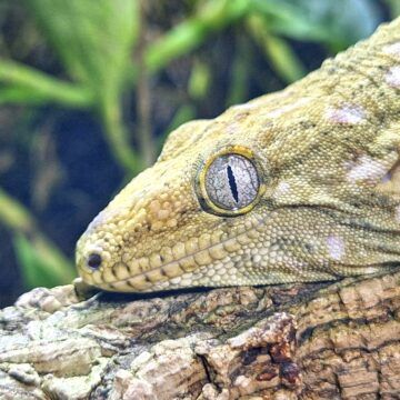Gecko gigante Por este talento oculto los geckos son tan interesantes