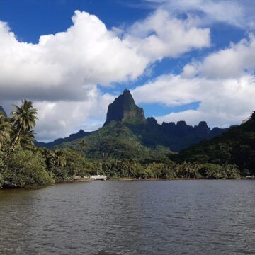 Más del 30% de plantas vive en islas, aunque estas ocupan poco más del 5% de la superficie terrestre, según un estudio La isla que somos: más del 30% de plantas vive en islas, aunque estas ocupan solamente el 5% de la superficie terrestre