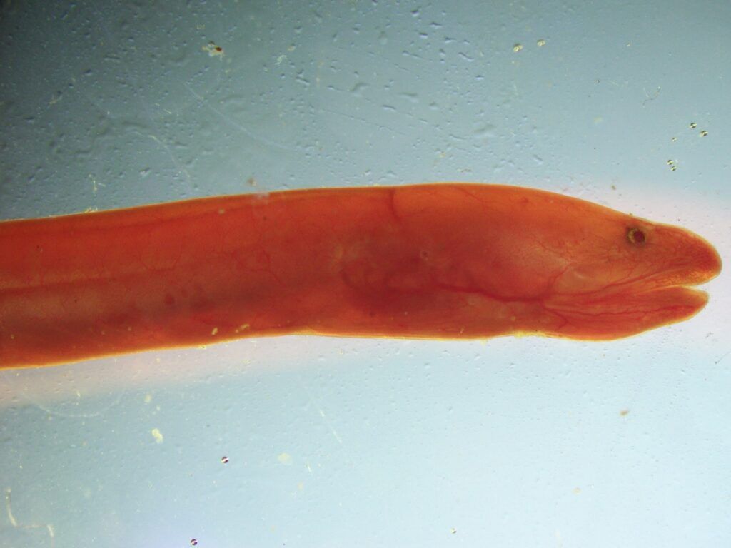 Descubren en Costa Rica una nueva especie de pez que es capaz de vivir fuera del agua
