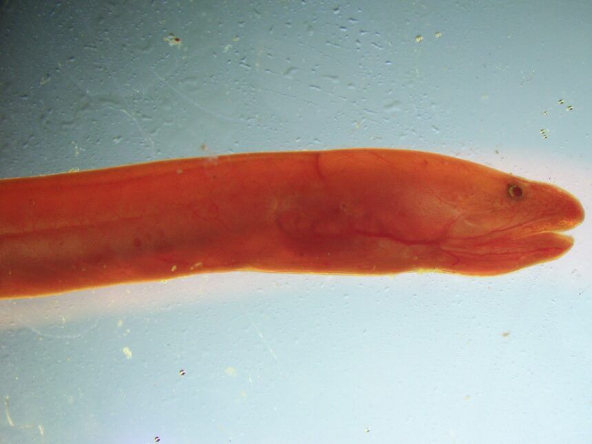 Descubren en Costa Rica una nueva especie de pez que es capaz de vivir fuera del agua